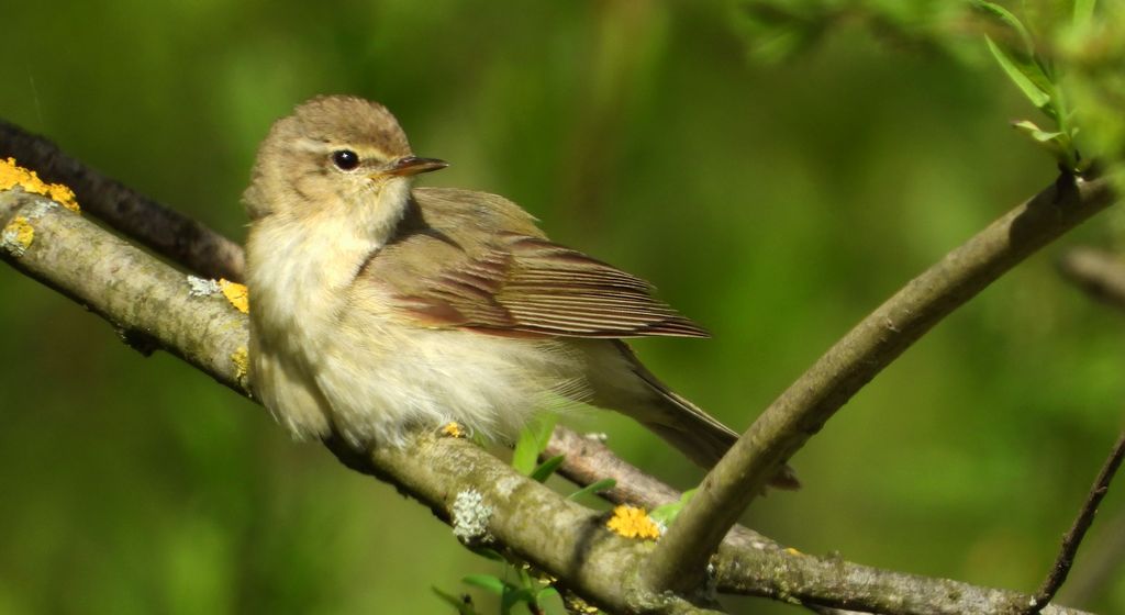 Pierwiosnek, pierwiosnek zwyczajny (Phylloscopus collybita)