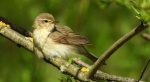 Pierwiosnek, pierwiosnek zwyczajny (Phylloscopus collybita)