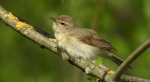 Pierwiosnek, pierwiosnek zwyczajny (Phylloscopus collybita)