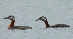 Perkoz rdzawoszyi (Podiceps grisegena)