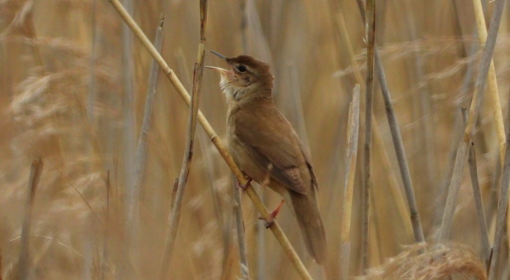 Brzęczka (Locustella luscinioides)