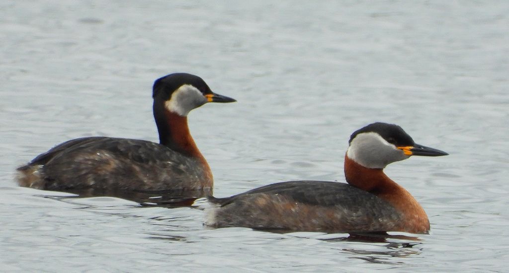 Perkoz rdzawoszyi (Podiceps grisegena)