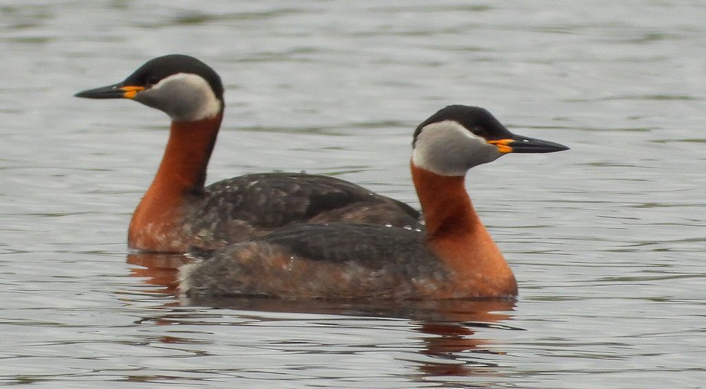 Perkoz rdzawoszyi (Podiceps grisegena)