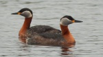 Perkoz rdzawoszyi (Podiceps grisegena)
