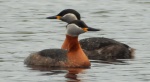 Perkoz rdzawoszyi (Podiceps grisegena)