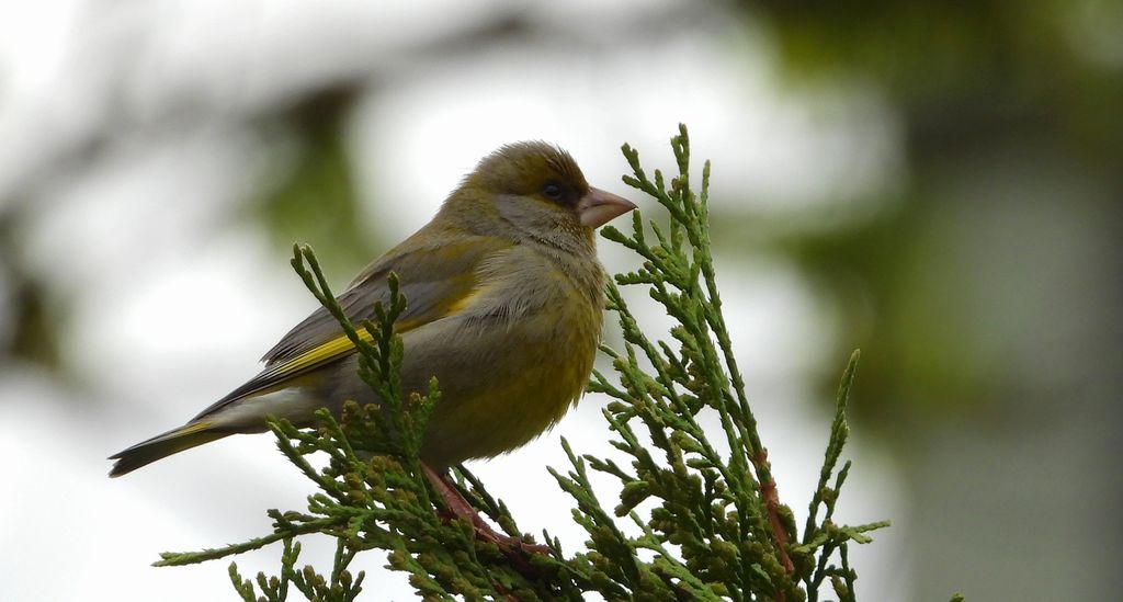 Dzwoniec (Chloris chloris)