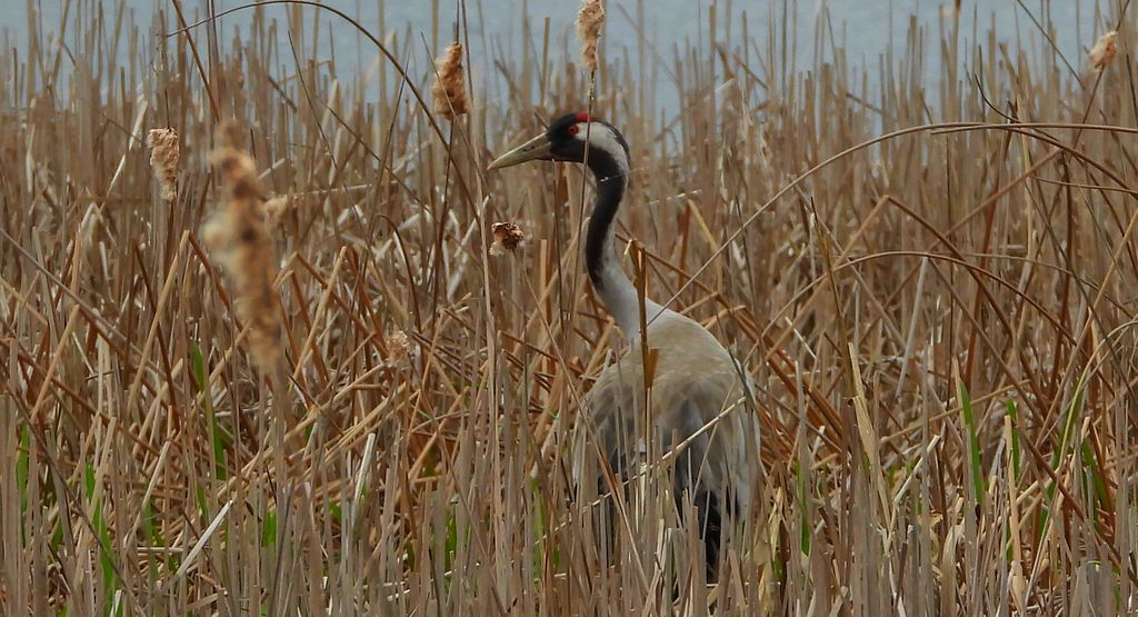 Żuraw, żuraw popielaty, żuraw szary (Grus grus)
