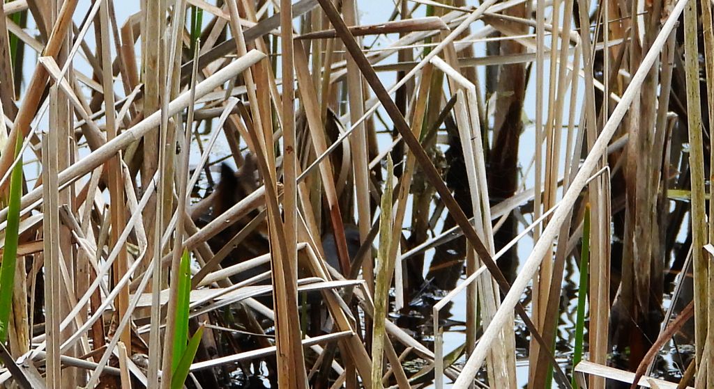Zielonka, kureczka zielonka (Zapornia parva)