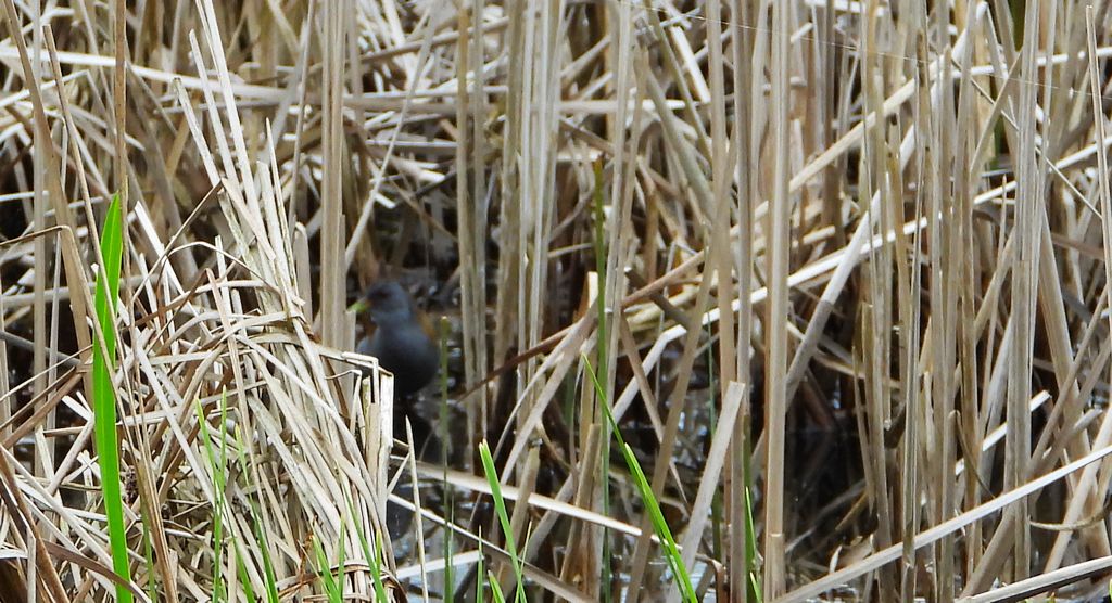 Zielonka, kureczka zielonka (Zapornia parva)