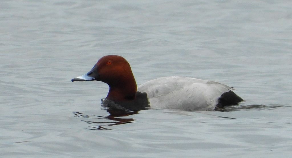 Głowienka, kaczka rdzawogłowa, kaczka czerwonoszyja, kaczka kasztanowata (Aythya ferina)