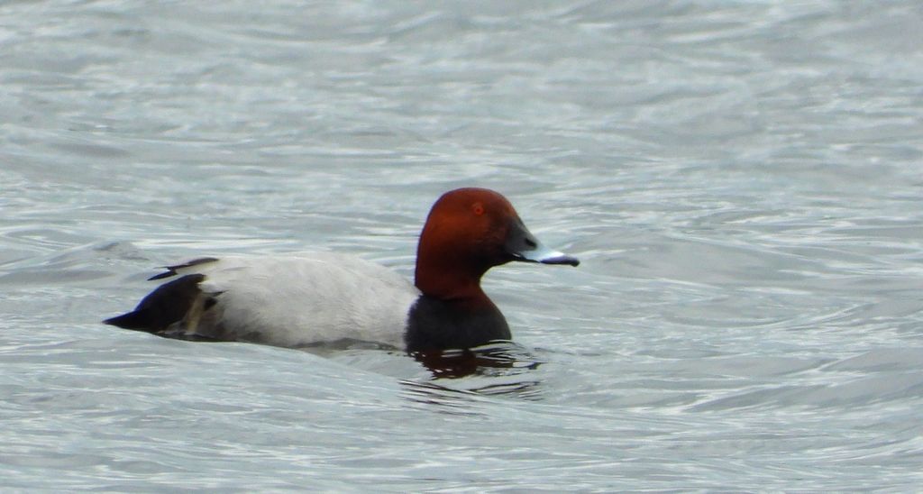 Głowienka, kaczka rdzawogłowa, kaczka czerwonoszyja, kaczka kasztanowata (Aythya ferina)