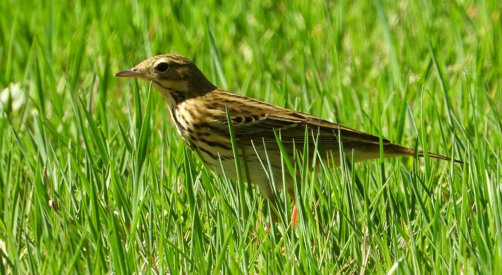 Świergotek łąkowy (Anthus pratensis)