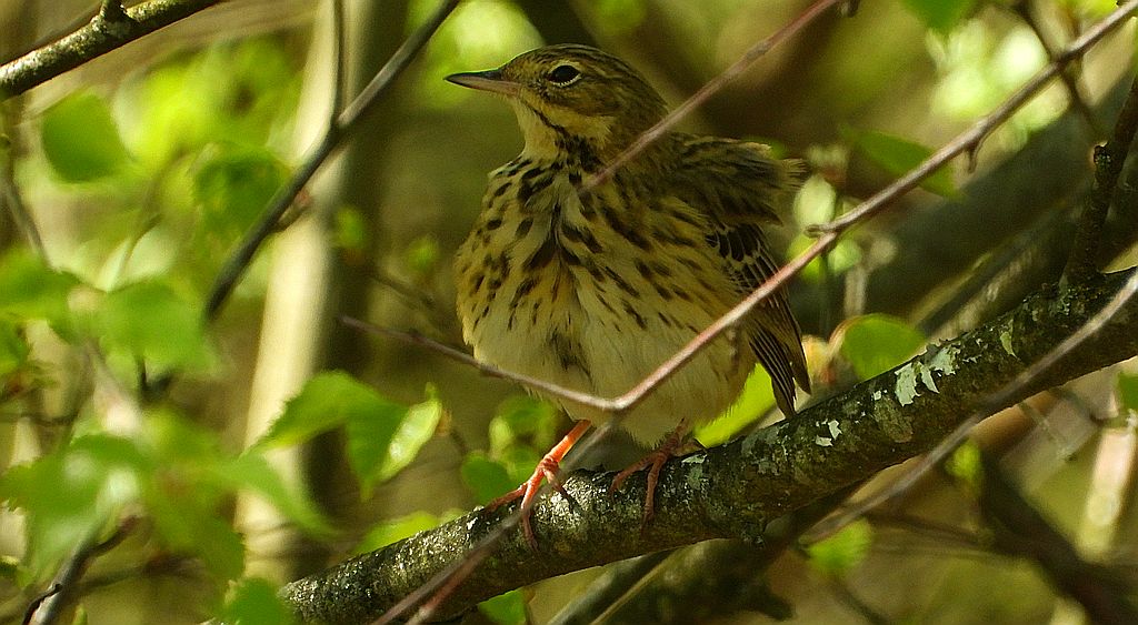 Świergotek łąkowy (Anthus pratensis)