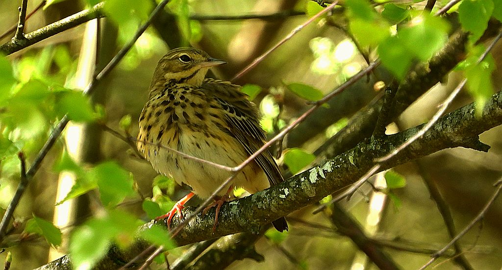 Świergotek łąkowy (Anthus pratensis)