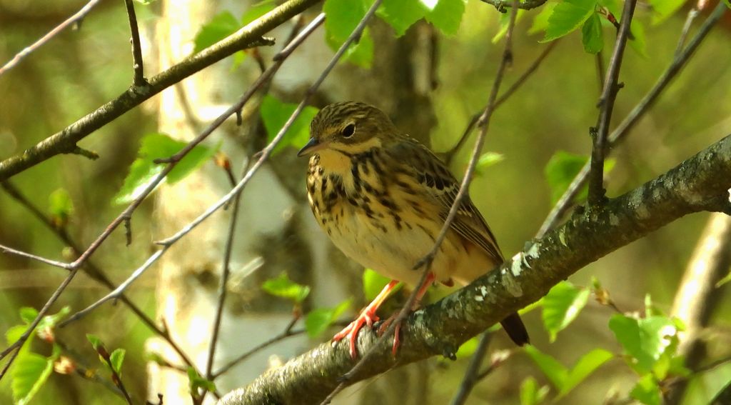 Świergotek łąkowy (Anthus pratensis)