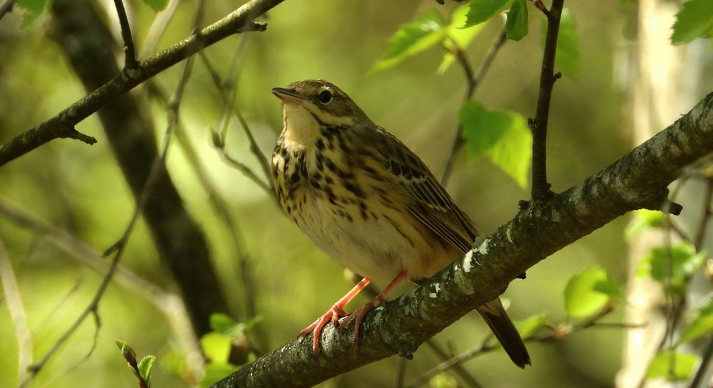 Świergotek łąkowy (Anthus pratensis)
