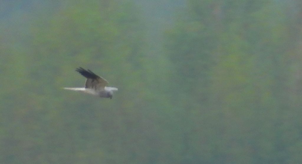 Błotniak łąkowy, błotniak popielaty (Circus pygargus)