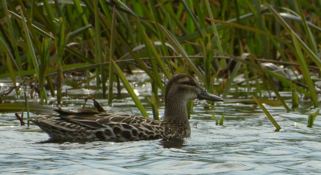 Cyranka zwyczajna, cyranka (Spatula querquedula)