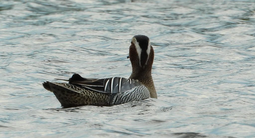 Cyranka zwyczajna, cyranka (Spatula querquedula)