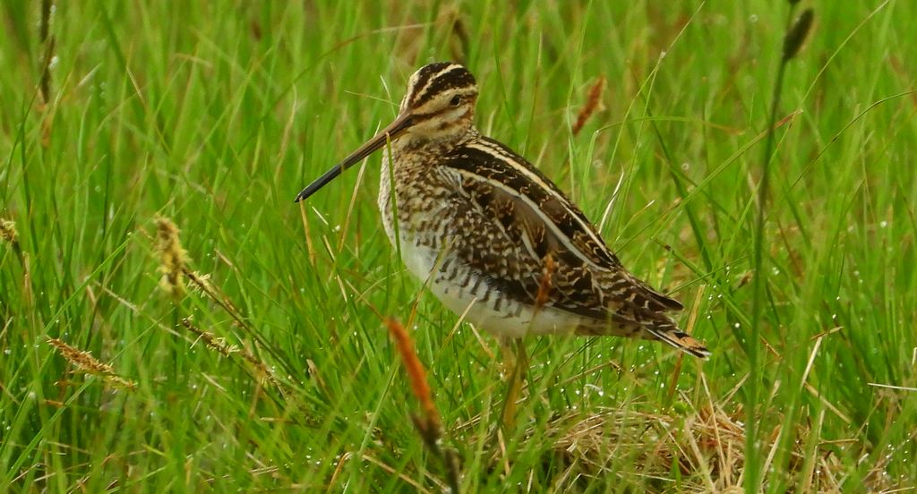 Kszyk, bekas kszyk, bekas baranek (Gallinago gallinago)