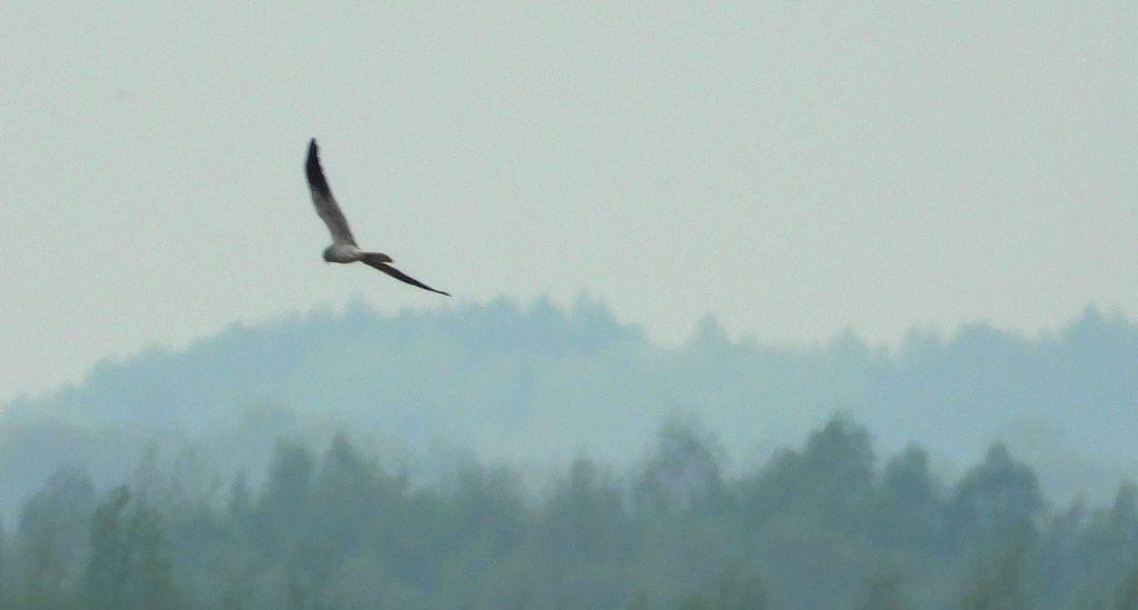 Błotniak łąkowy, błotniak popielaty (Circus pygargus)