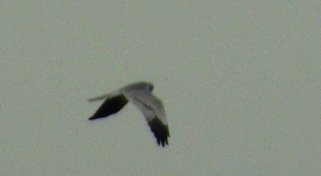 Błotniak łąkowy, błotniak popielaty (Circus pygargus)