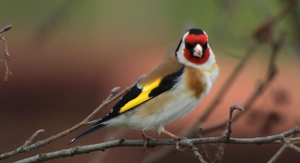 Szczygieł (Carduelis carduelis)