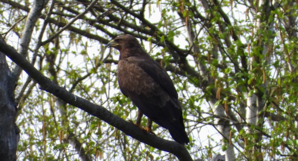 Orlik krzykliwy (Clanga pomarina)