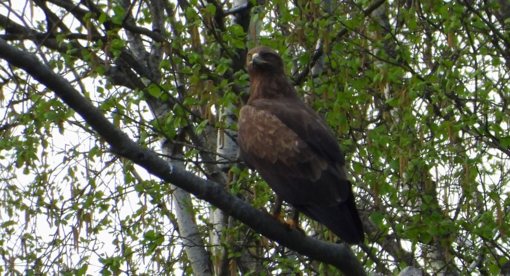 Orlik krzykliwy (Clanga pomarina)