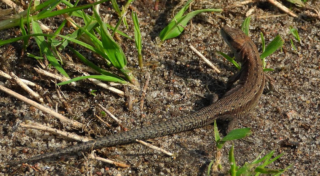 Jaszczurka zwinka (Lacerta agilis)