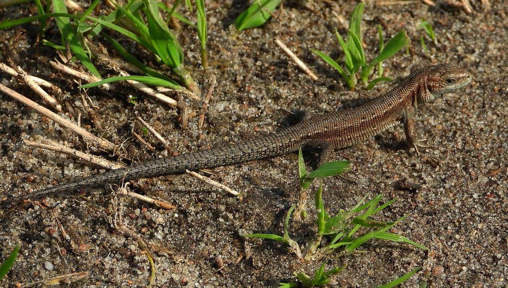 Jaszczurka zwinka (Lacerta agilis)