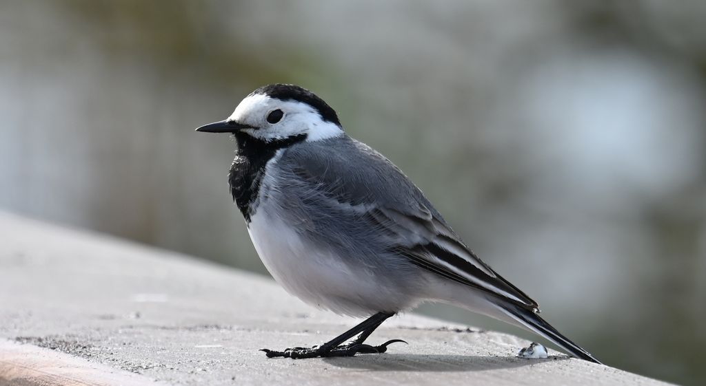 Pliszka siwa (Motacilla alba)