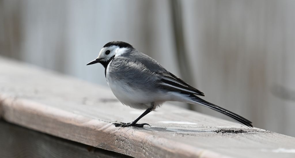 Pliszka siwa (Motacilla alba)