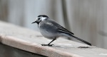 Pliszka siwa (Motacilla alba)