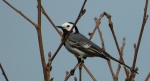 Pliszka siwa (Motacilla alba)