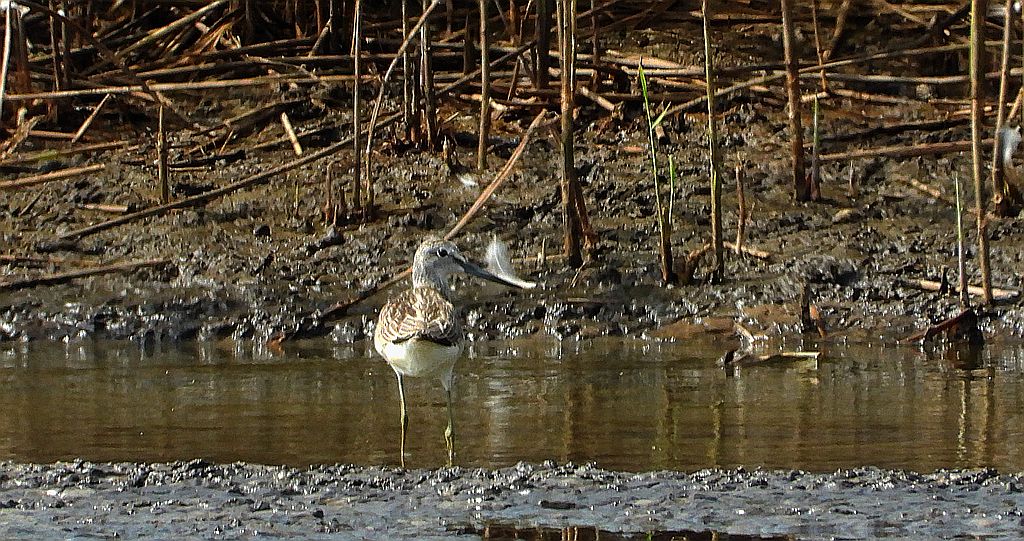 Kwokacz, brodziec kwokacz (Tringa nebularia)