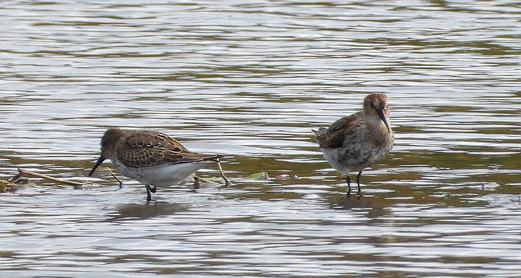 Biegus zmienny (Calidris alpina)