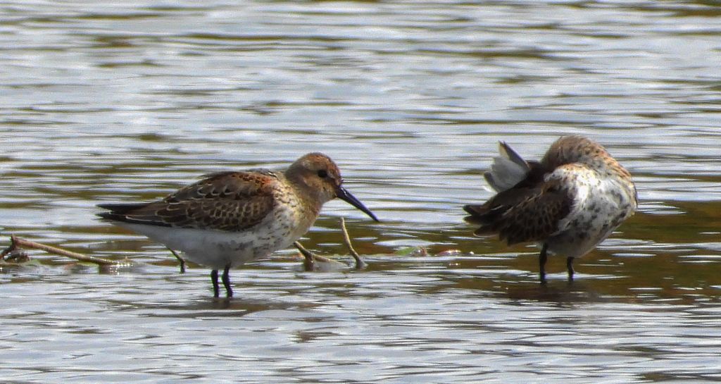 Biegus zmienny (Calidris alpina)