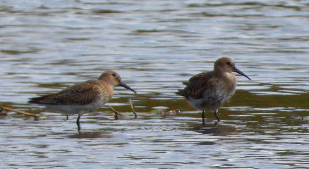 Biegus zmienny (Calidris alpina)