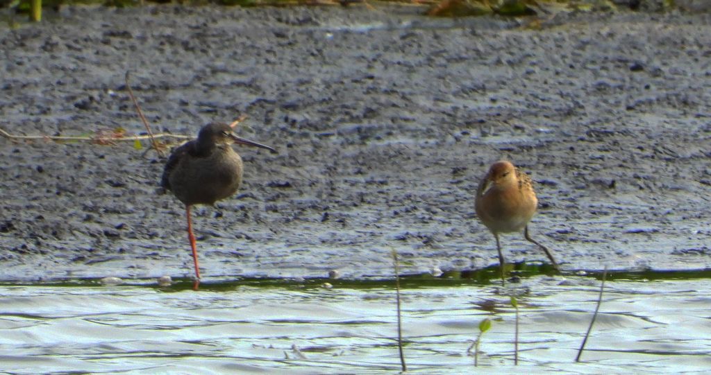 Brodziec śniady (Tringa erythropus) i biegus rdzawy (Calidris canutus)