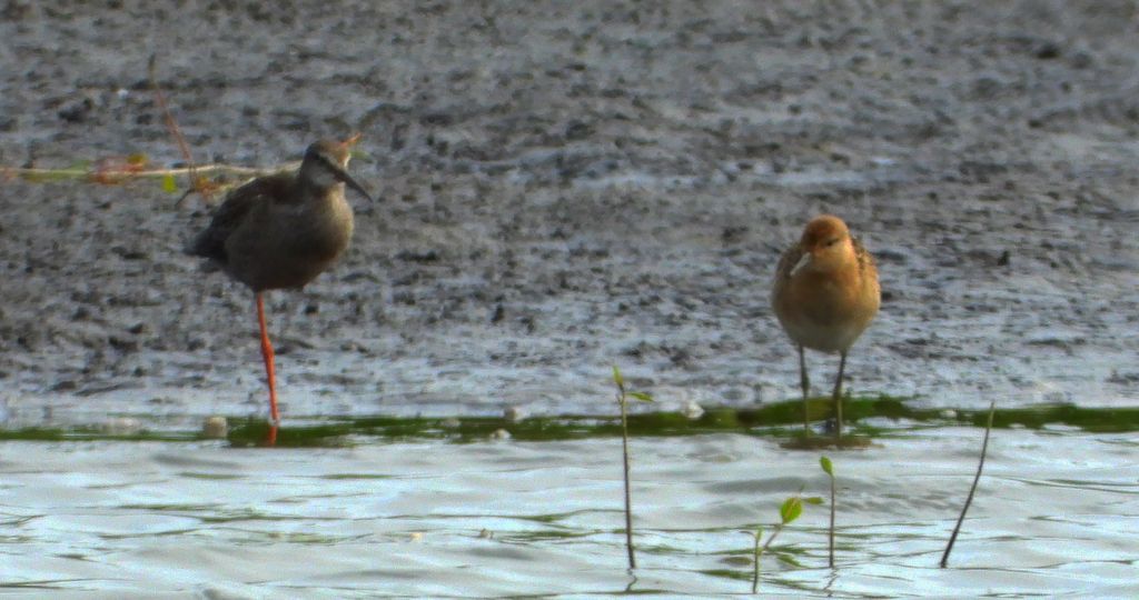 Brodziec śniady (Tringa erythropus) i biegus rdzawy (Calidris canutus)