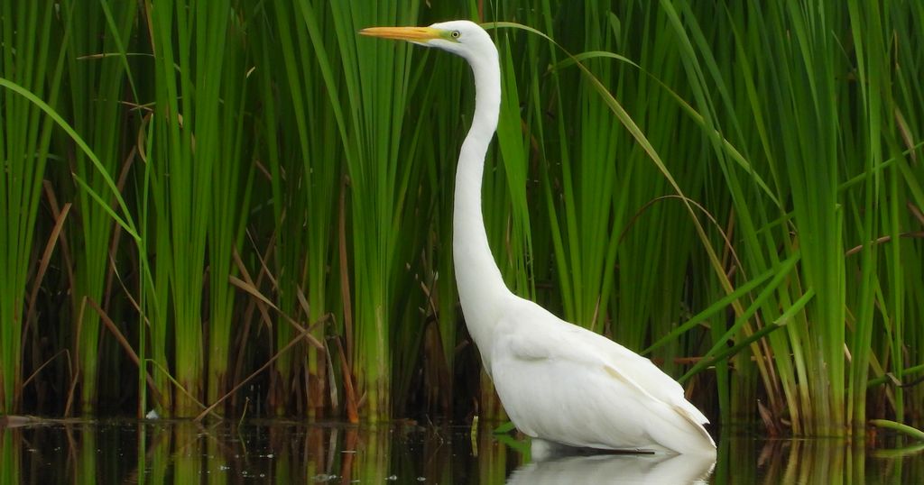 Czapla biała (Ardea alba)