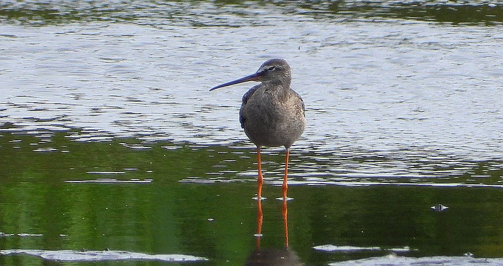 Brodziec śniady (Tringa erythropus)