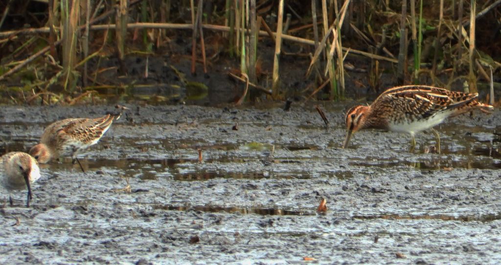 Bekas kszyk, kszyk, bekas baranek (Gallinago gallinago) i biegus zmienny (Calidris alpina)