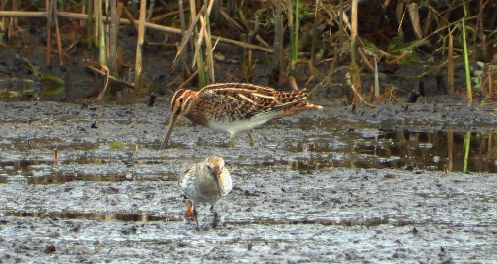 Bekas kszyk, kszyk, bekas baranek (Gallinago gallinago) i biegus zmienny (Calidris alpina)