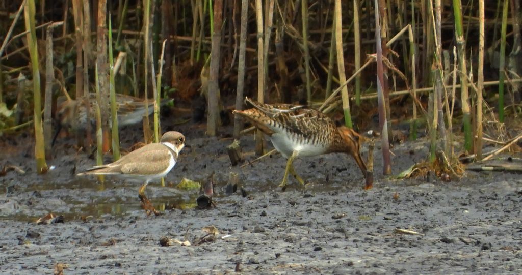 Bekas kszyk, kszyk, bekas baranek (Gallinago gallinago) i sieweczka rzeczna, siewka rzeczna, dżdżownik rzeczny (Charadrius dubius)