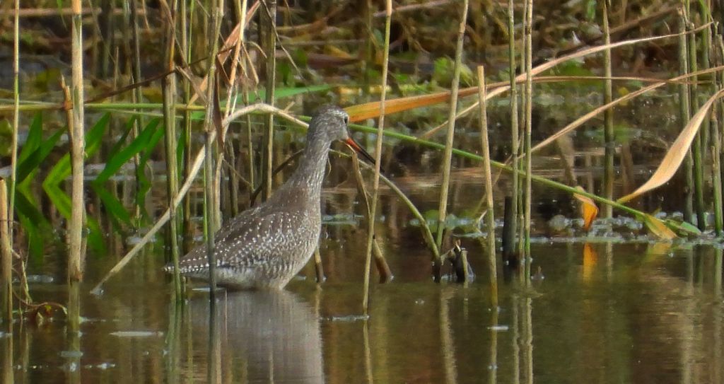 Brodziec śniady (Tringa erythropus)