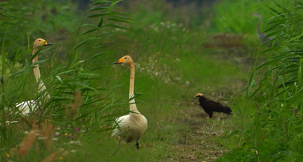 Łabędź krzykliwy (Cygnus cygnus) i błotniak stawowy (Circus aeruginosus)