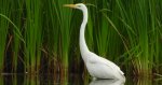Czapla biała (Ardea alba)