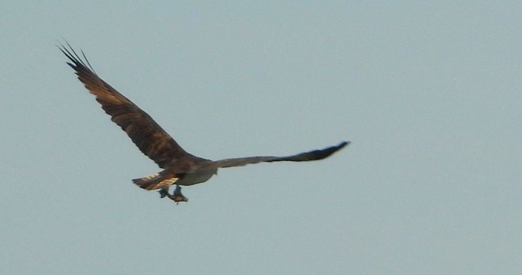 Rybołów (Pandion haliaetus)